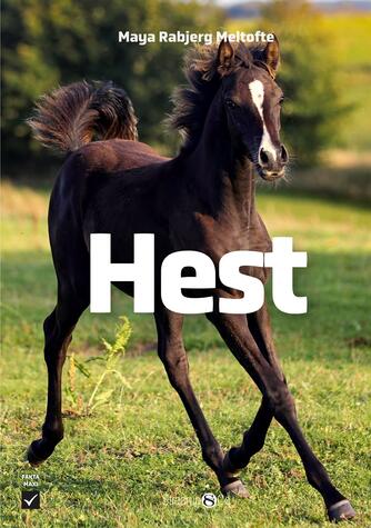 Maya Rabjerg Meltofte: Hest