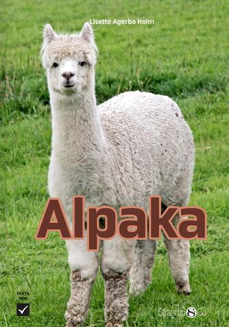Lisette Agerbo Holm: Alpaka