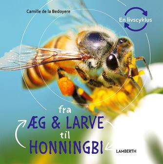 Camilla De la Bédoyère: Fra æg & larve til honningbi