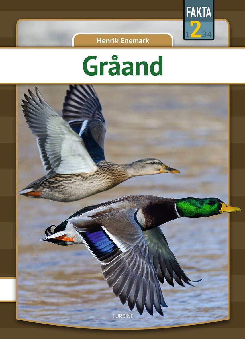 Henrik Enemark: Gråand